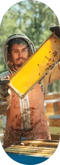 honey harvest