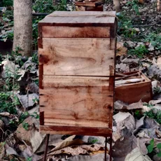 langstroth-beehives-1