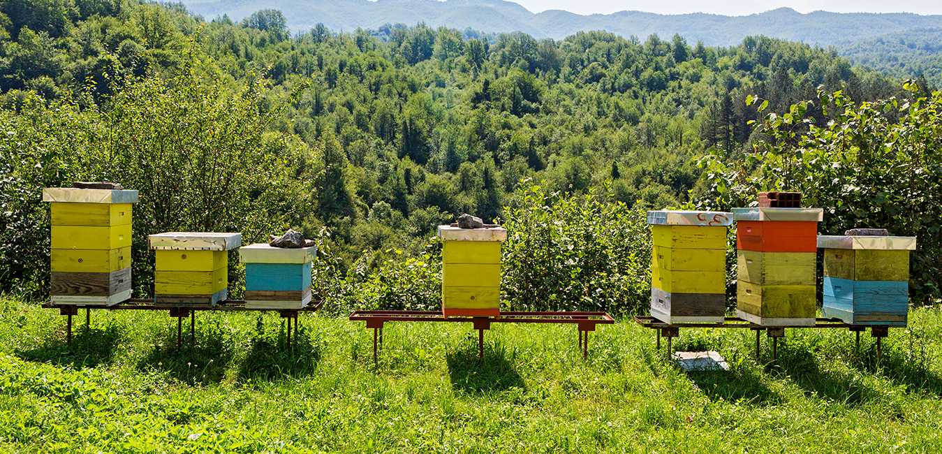 II. Importance of Beekeeping in Agriculture and Conservation Efforts